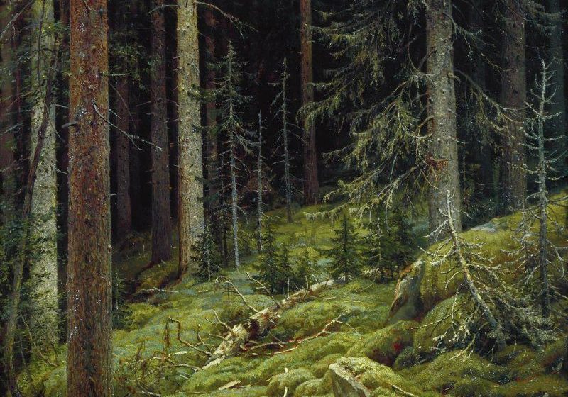 Kara Orman Irmak Çelik